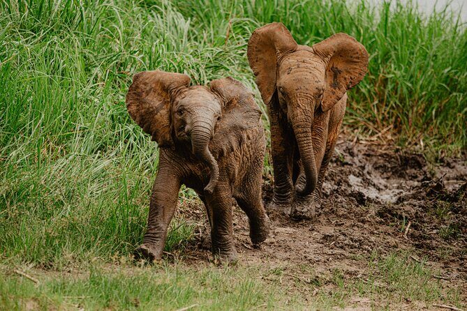 Big 5 Safari Day Trip - Practical Details That Matter