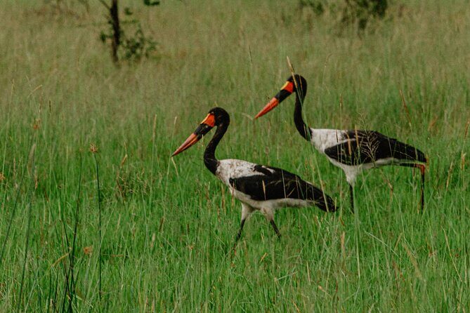 Big 5 Safari Day Trip - The Sum Up: Is It Worth It?