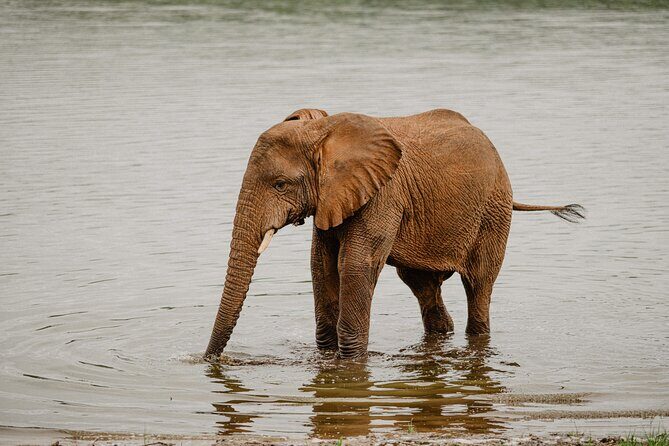 Big 5 Safari Day Trip - FAQs