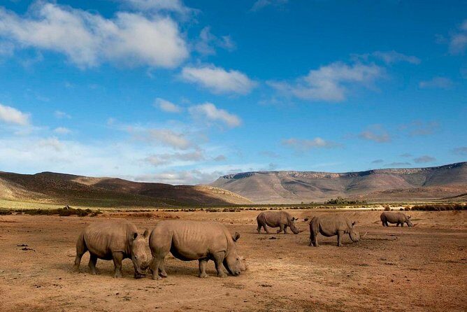 Big 5 Safari One Day Tour - Authentic Encounters and Real-World Experiences