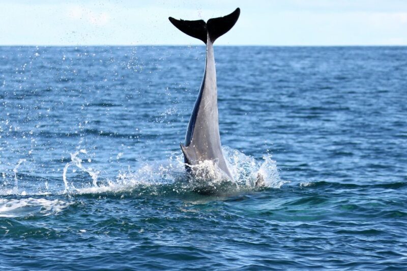 Big 5 Sea Safari Boat Ride of Gansbaai or Walker Bay - Key Points