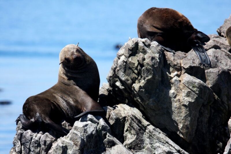 Big 5 Sea Safari Boat Ride of Gansbaai or Walker Bay - Authentic Reviews: What Real Guests Say
