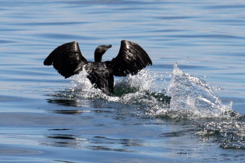 Big 5 Sea Safari Boat Ride of Gansbaai or Walker Bay - FAQ