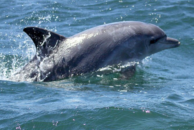Big 5 Sea Safari in Walker Bay from Gansbaai - Final Words: Is it Worth It?