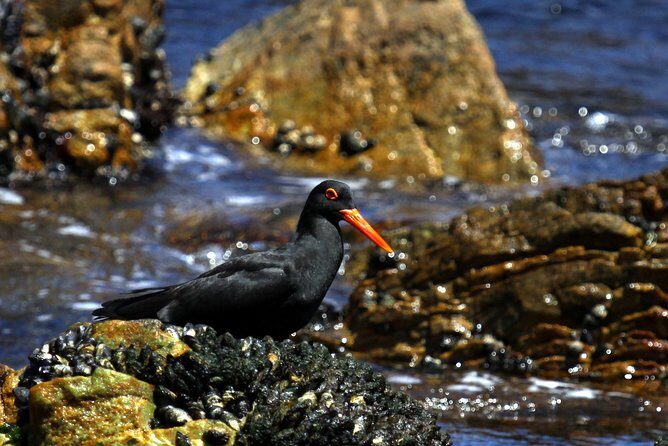 Big 5 Sea Safari in Walker Bay from Gansbaai - FAQ