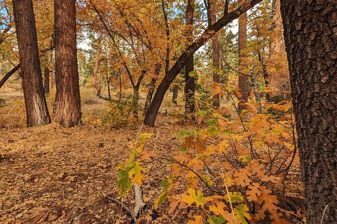Big Bear Fall Colors Hiking Tour in Southern California - Final Thoughts