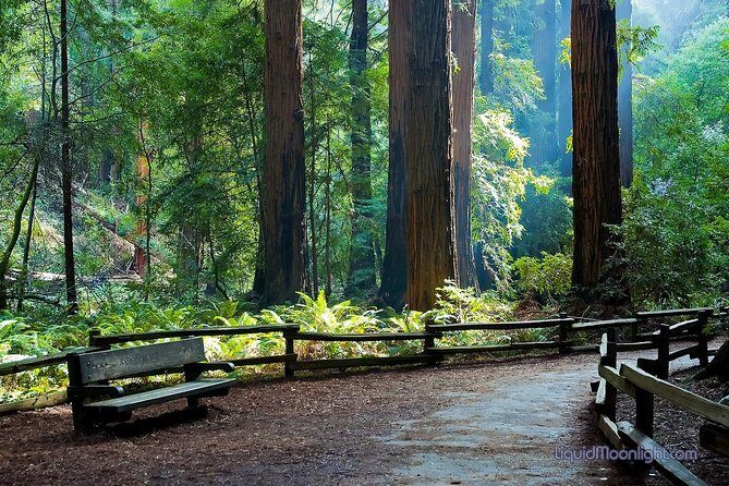 Big Bus San Francisco: Guided Muir Woods Tour - The Itinerary: What to Expect from Start to Finish
