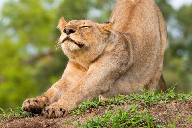 Big Five Afternoon Game Safari in Kruger National Park from Hazyview - Key Points
