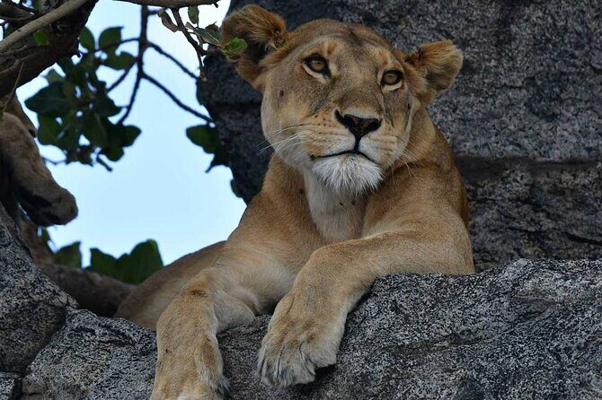 Big Five Classic Safari in Tanzania **Sustainable Travel approach - An In-Depth Look at the Safari Experience