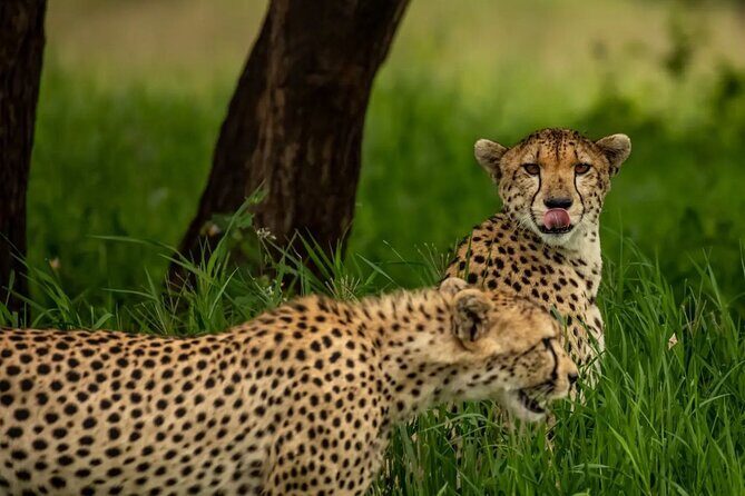 Big Five Classic Safari in Tanzania **Sustainable Travel approach - FAQs