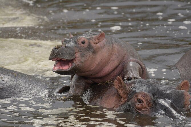 Big Five Luxury 7 Days Safari Tour in Arusha - Final Thoughts