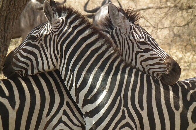 Big Five Luxury 7 Days Safari Tour in Arusha - Frequently Asked Questions