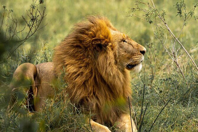 Big Five Luxury Safari in Tanzania - The Itinerary Decoded