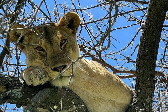 Big Five Luxury Safari in Tanzania - Authentic Experiences and Highlights