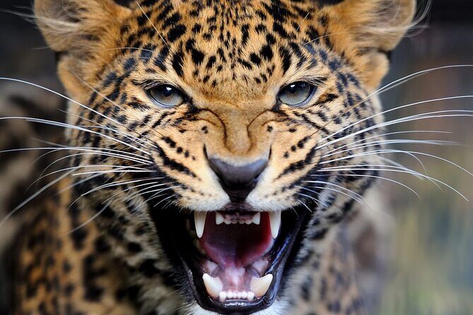 Big Five Luxury Safari in Tanzania - Who Should Consider This Safari?