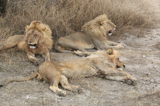 Big Five Luxury Safari in Tanzania - FAQ