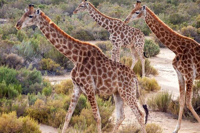 Big Five Safari Experience Near Cape Town ,South Africa - Diving Into the Experience: What You Can Expect