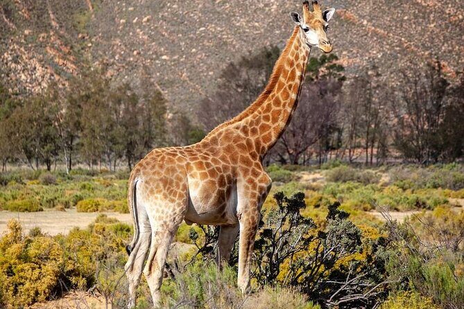 Big Five Safari Experience Near Cape Town ,South Africa - Who Will Love This Tour?