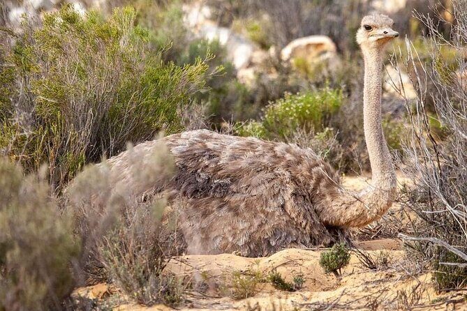 Big Five Safari Experience Near Cape Town ,South Africa - Frequently Asked Questions