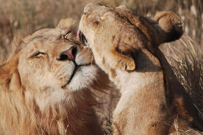 Big Five Safari In Tanzania - An Introduction to Tanzania’s Iconic Parks