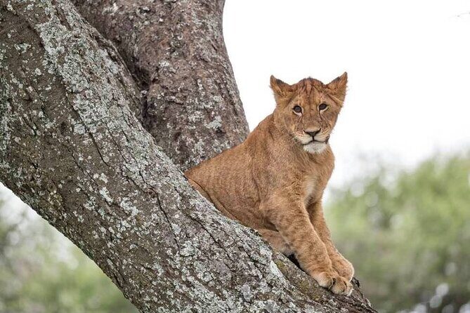 Big Five Safari In Tanzania - Who Is This Safari Best For?