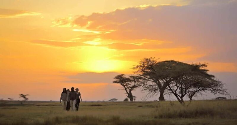 Big Five Safari - Key Points