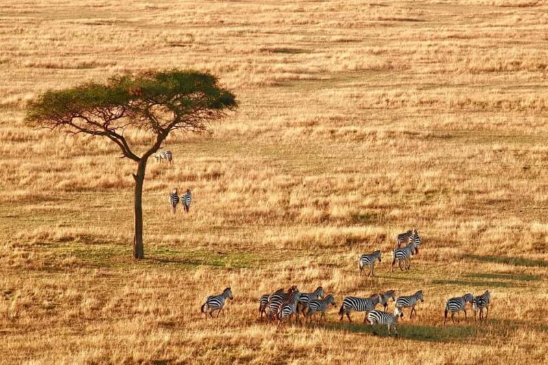 Big Five Safari - The Itinerary Breakdown: What You Can Expect
