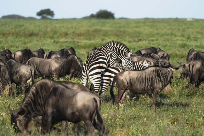 Big Five Safari - Considerations and Practicalities