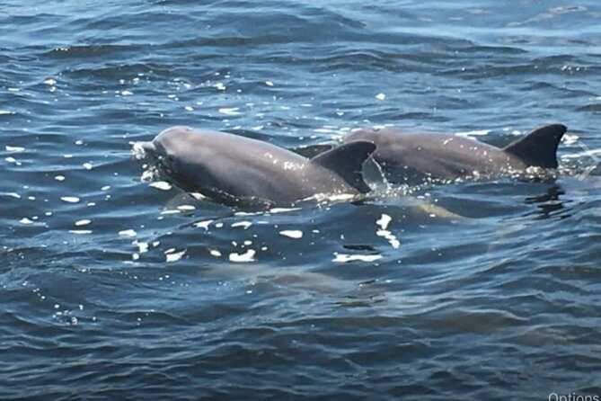 Big Fun Dolphin Cruise & Sealife Experiece ORANGE BEACH ALABAMA - An Overview of the Experience