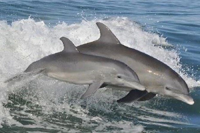 Big Fun Dolphin Cruise & Sealife Experiece ORANGE BEACH ALABAMA - Authentic Perspectives from Travelers