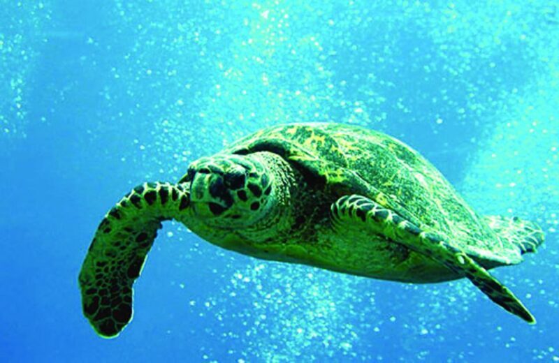 Big Island: 3 Hour Waikoloa Snorkeling & Sailing Adventure - Final Thoughts: Is It Worth It?