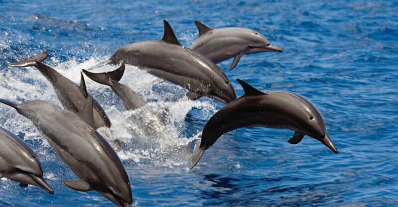 Big Island: 3 Hour Waikoloa Snorkeling & Sailing Adventure - Frequently Asked Questions