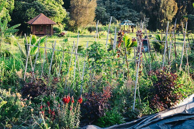 Big Island Farms Tour in Hawaii - The Value of This Experience