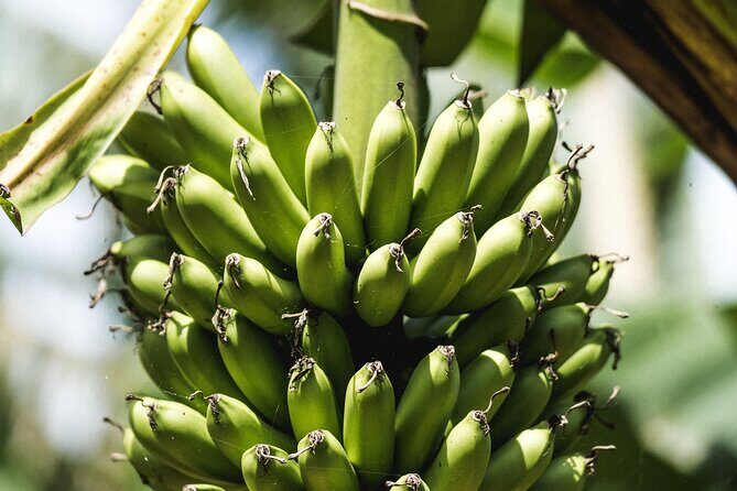 Big Island Farms Tour in Hawaii - The Sum Up: Who’s This Tour For?