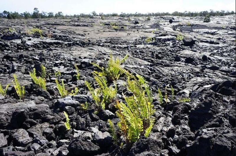 Big Island Hawaii Volcano Day tour from Oahu and Hotel PU - An In-Depth Look at the Big Island Day Tour