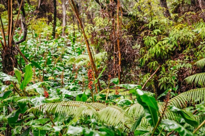 Big Island: Hawai'i Volcanoes National Park Guided Hike - The Experience’s Strengths and Possible Drawbacks