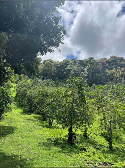 Big Island: Hilo to Kona Day Tour with Tastings - Waterfalls and East Hawai’i’s Natural Beauty