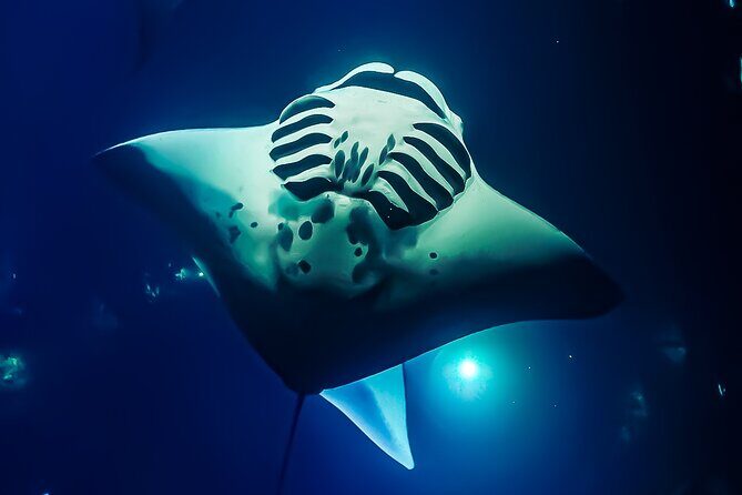 Big Island, Kona Manta Ray Night Snorkel Tour - Value for Money