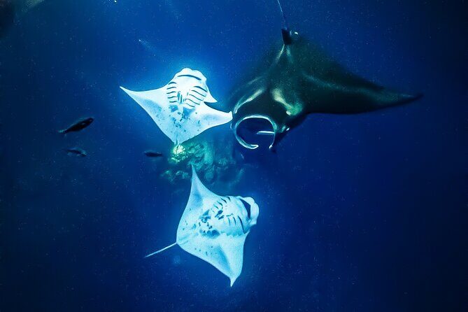 Big Island, Kona Manta Ray Night Snorkel Tour - Frequently Asked Questions