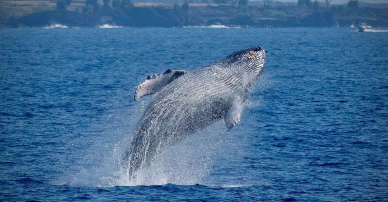Big Island: Kona Super Raft Whale Watch - An In-Depth Look at the Kona Super Raft Whale Watch Experience