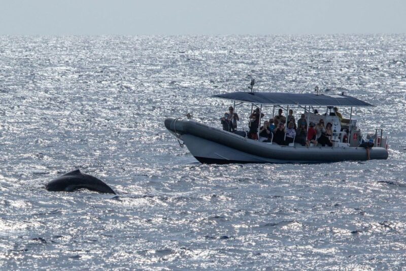 Big Island: Kona Super Raft Whale Watch - Frequently Asked Questions