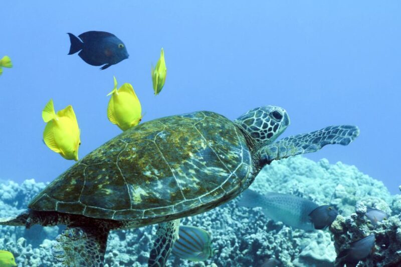 Big Island: Luxury Catamaran Trip along the Kona Coast - The Itinerary—What to Expect