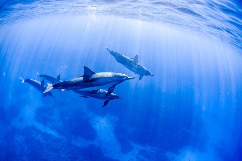 Big Island: Luxury Catamaran Trip along the Kona Coast - Final Thoughts: Who Will Love This Tour?