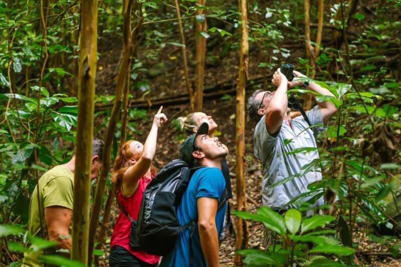 Big Island: Native Bird Watching & Hiking Tour - An In-Depth Look at the Tour Experience