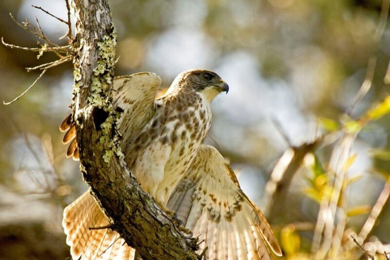 Big Island: Native Bird Watching & Hiking Tour - Who Would Enjoy This Tour?