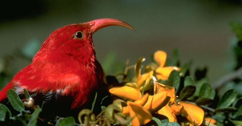 Big Island: Native Bird Watching & Hiking Tour - FAQ
