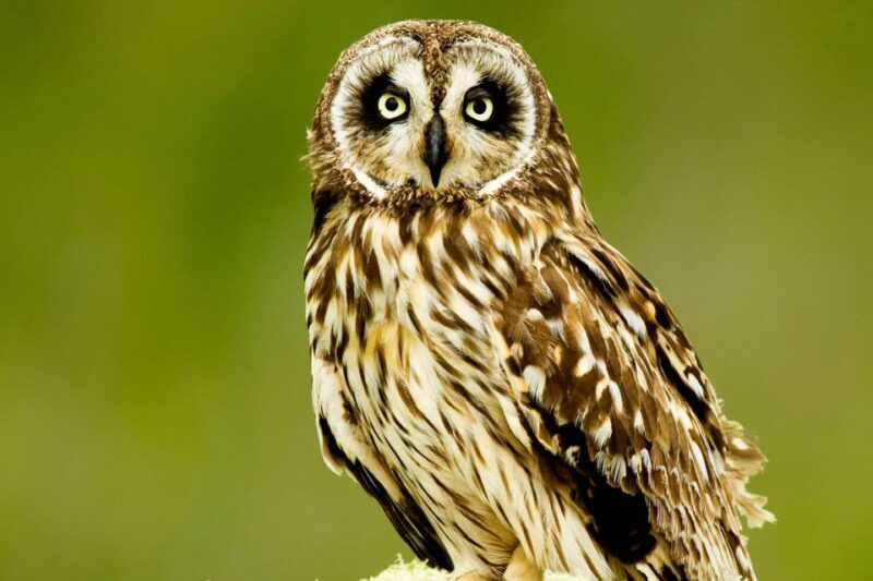 Big Island: Native Bird Watching & Hiking Tour - Final Thoughts