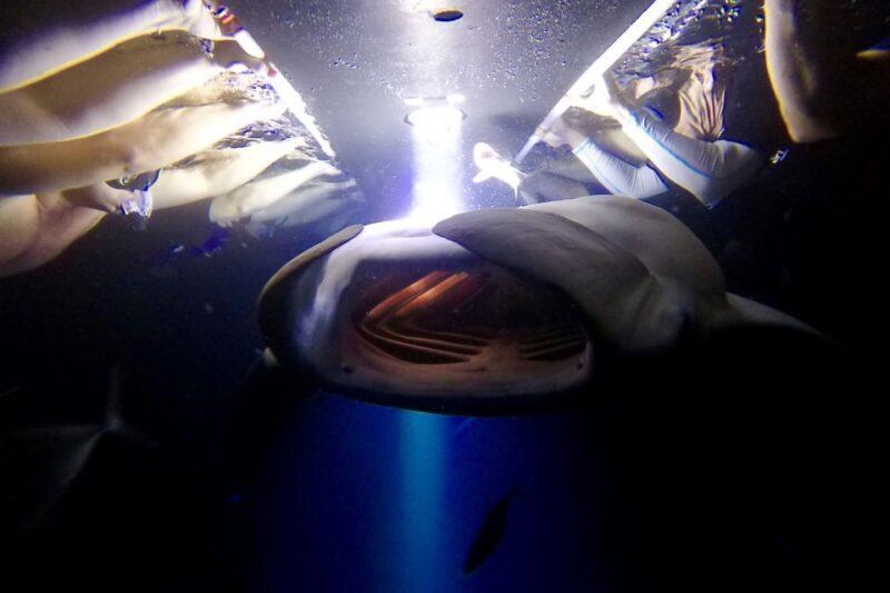 Big Island: Night Swim with Manta Ray with Hot Chocolate - An In-Depth Look at the Manta Ray Night Swim Experience