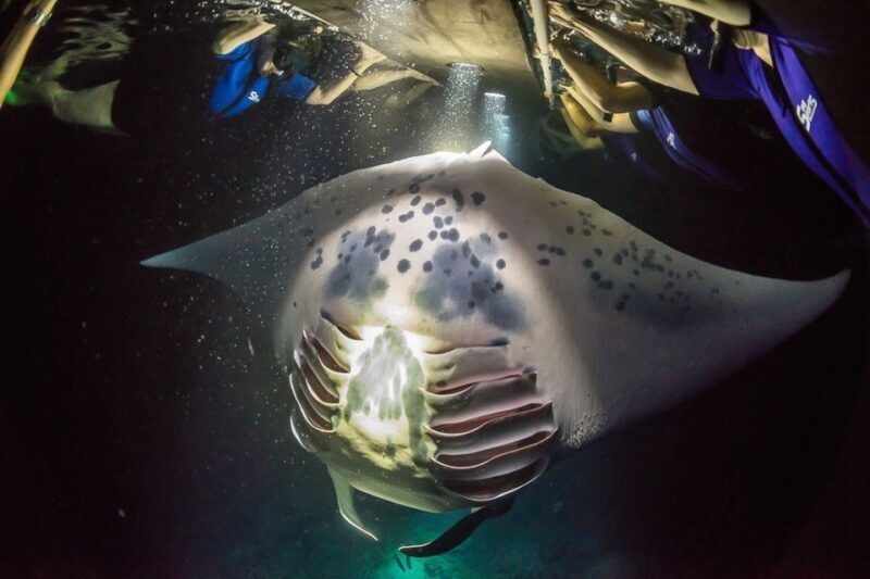 Big Island: Night Swim with Manta Ray with Hot Chocolate - Who Will Love This Tour?