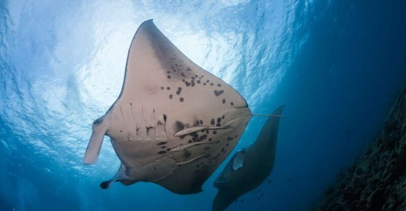 Big Island: Snorkel with Manta Rays - Manta Guarantee - An In-Depth Look at the Snorkel with Manta Rays Tour